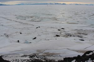 Photo of Weddell seals in McMurdo Sound near the CosRay site on 23 November 2015.